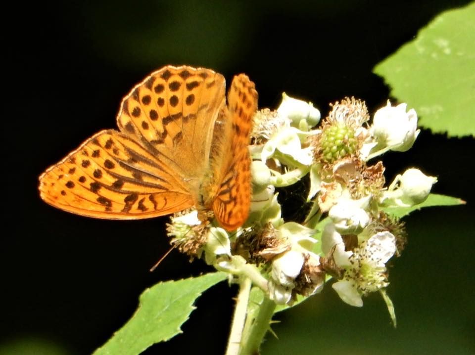 Picture of  a Fritillary